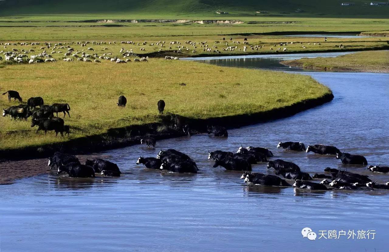 甘青川自驾游，别错过天神的后花园——年宝玉则，集三地之精华
