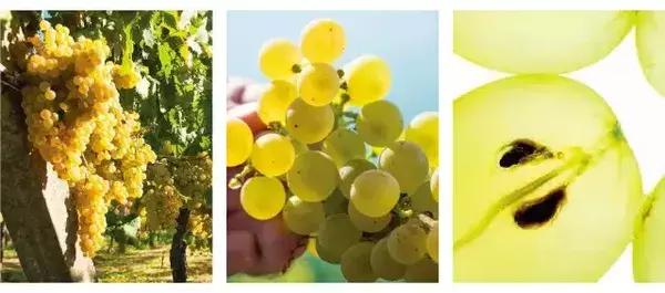 妍丽旗下护肤品牌,妍丽卖的最好的护肤品