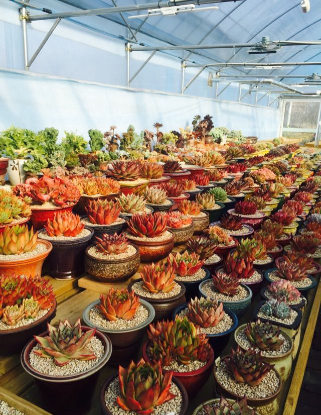 韩国多肉大棚和国内有什么区别,中韩多肉从哪里来