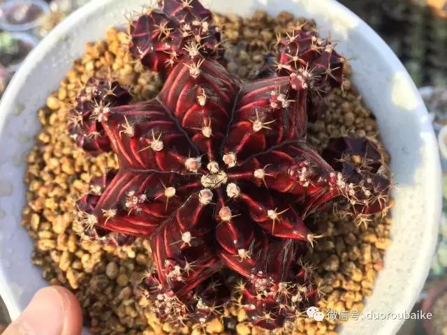 多肉为什么比较坑,多肉基础知识详解