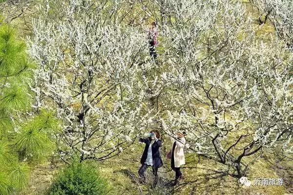 山东沂南秋日花海醉游人,沂南周边看梨花景点