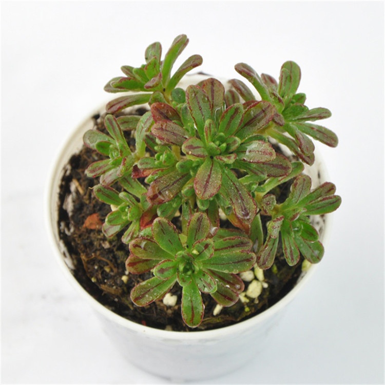 多肉防小人,多肉植物招小白虫怎么防治