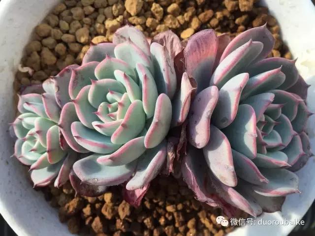 多肉为什么比较坑,多肉基础知识详解