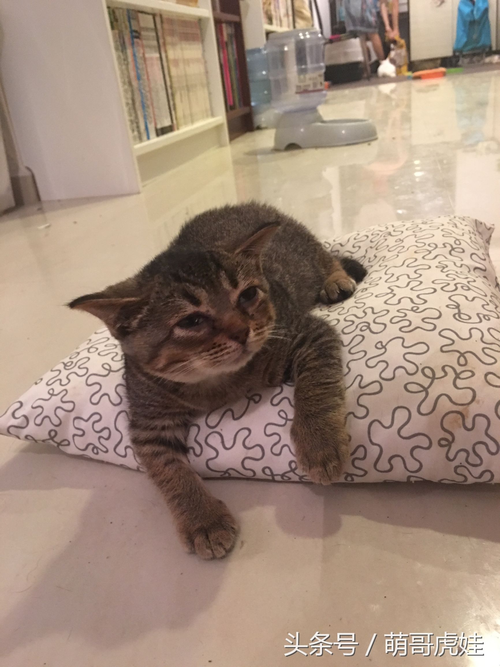 盘点喵星人睡觉被吓一跳的反应,喵星人和铲屎官的日常