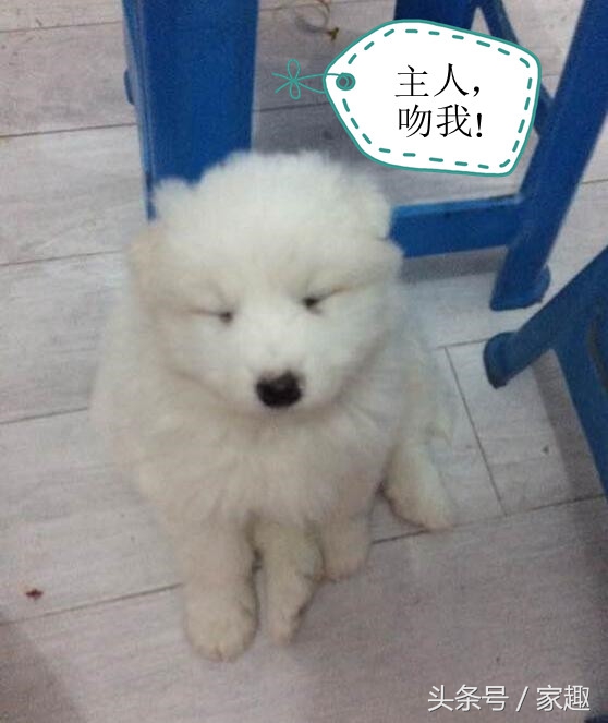 男子吐槽萨摩吃便便，网友坏笑给这建议，超省钱再也不用买狗粮了