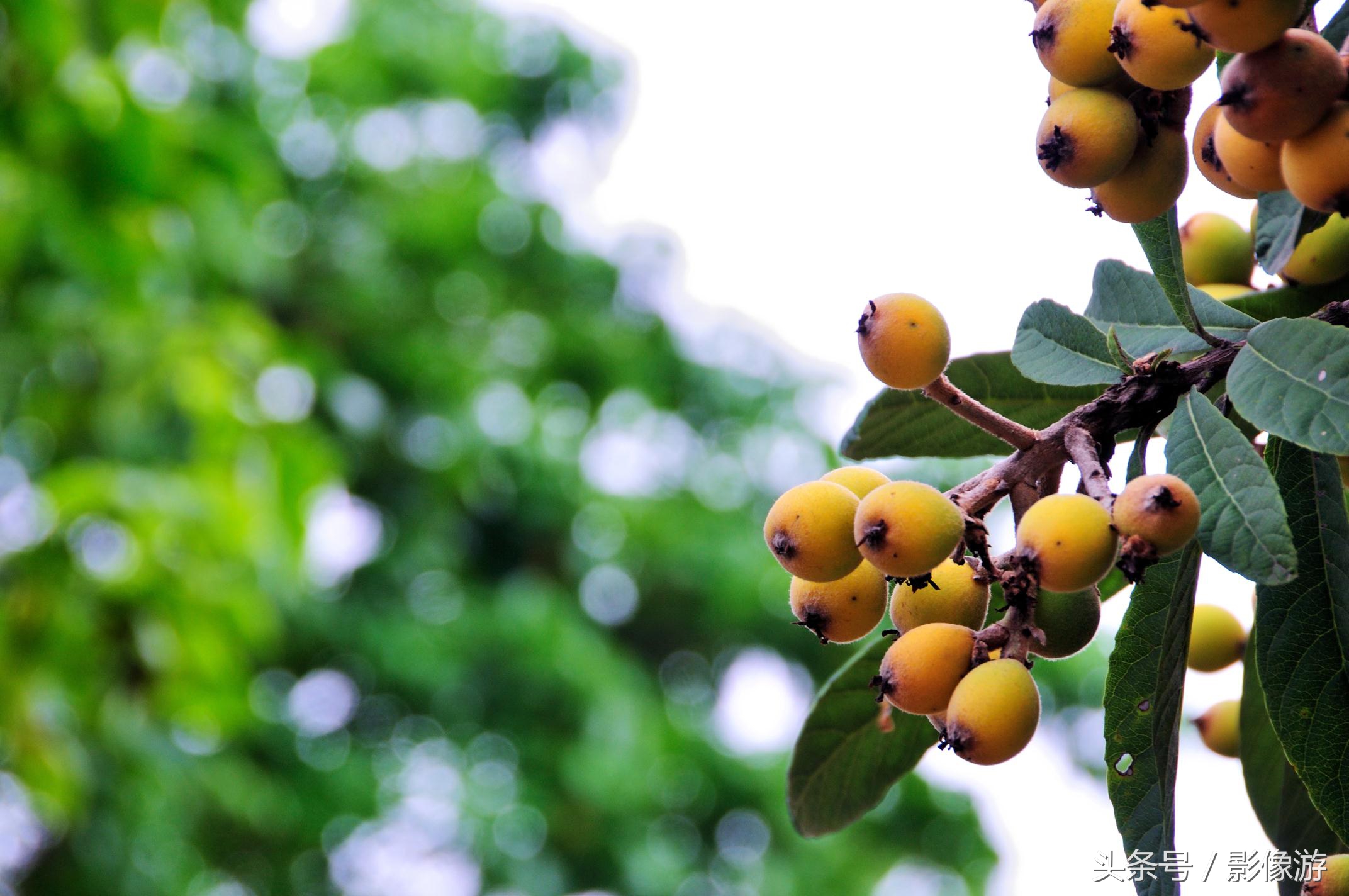 深圳观澜版画村地址,深圳清明踏青线路推荐