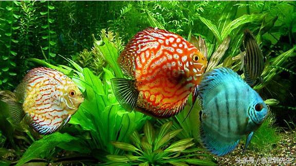 七彩神仙鱼检疫视频教程,七彩神仙鱼检疫有什么作用