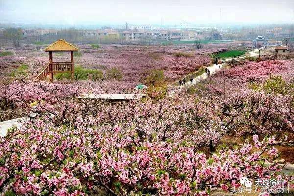 徐州桃花美景,徐州春天又见美好游玩