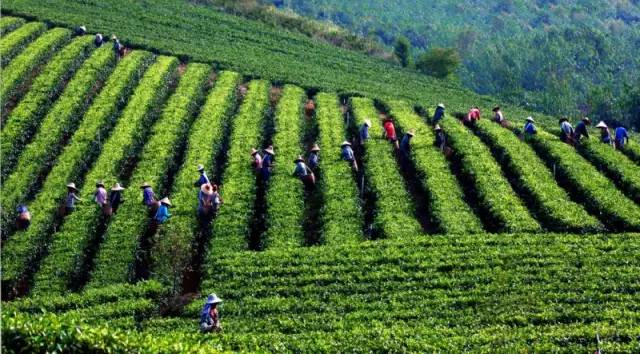 「关注」在太空遨游是一种怎样的体验？听听英德红茶是怎么说的