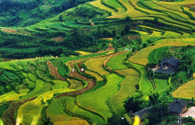 重庆最委屈的城市,重庆最落后的五个区