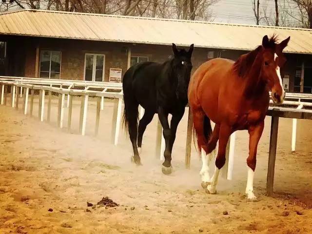 马术运动对身体有哪些益处,马术是一项高雅的运动