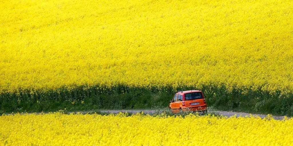 鏄ョ敯鑺辫姳鏃ュ父,鏄ョ敯鑺辫姳鑻辫