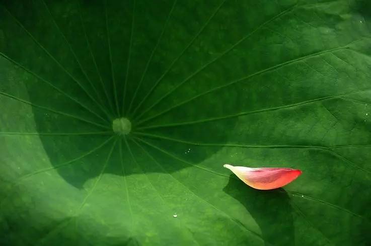 诗词创作回文诗,李煜回文诗鉴赏