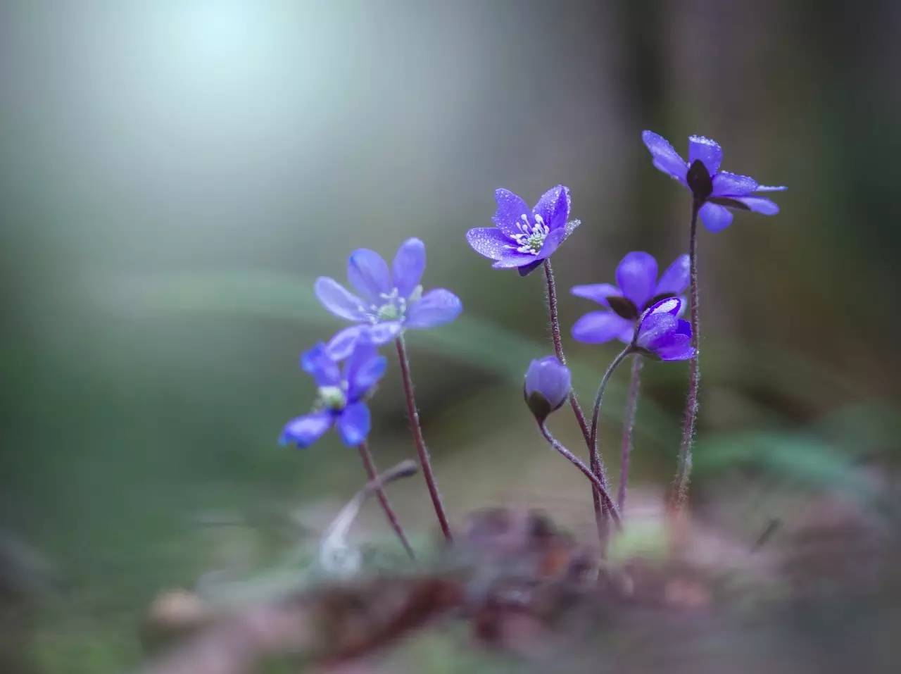 鏄ョ敯鑺辫姳鏃ュ父,鏄ョ敯鑺辫姳鑻辫