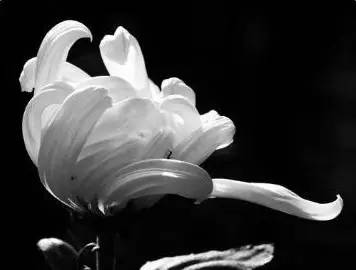 「缅怀」铁血男儿安景玉