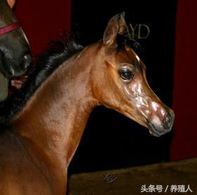 马病治疗措施:阿拉伯马怎么养