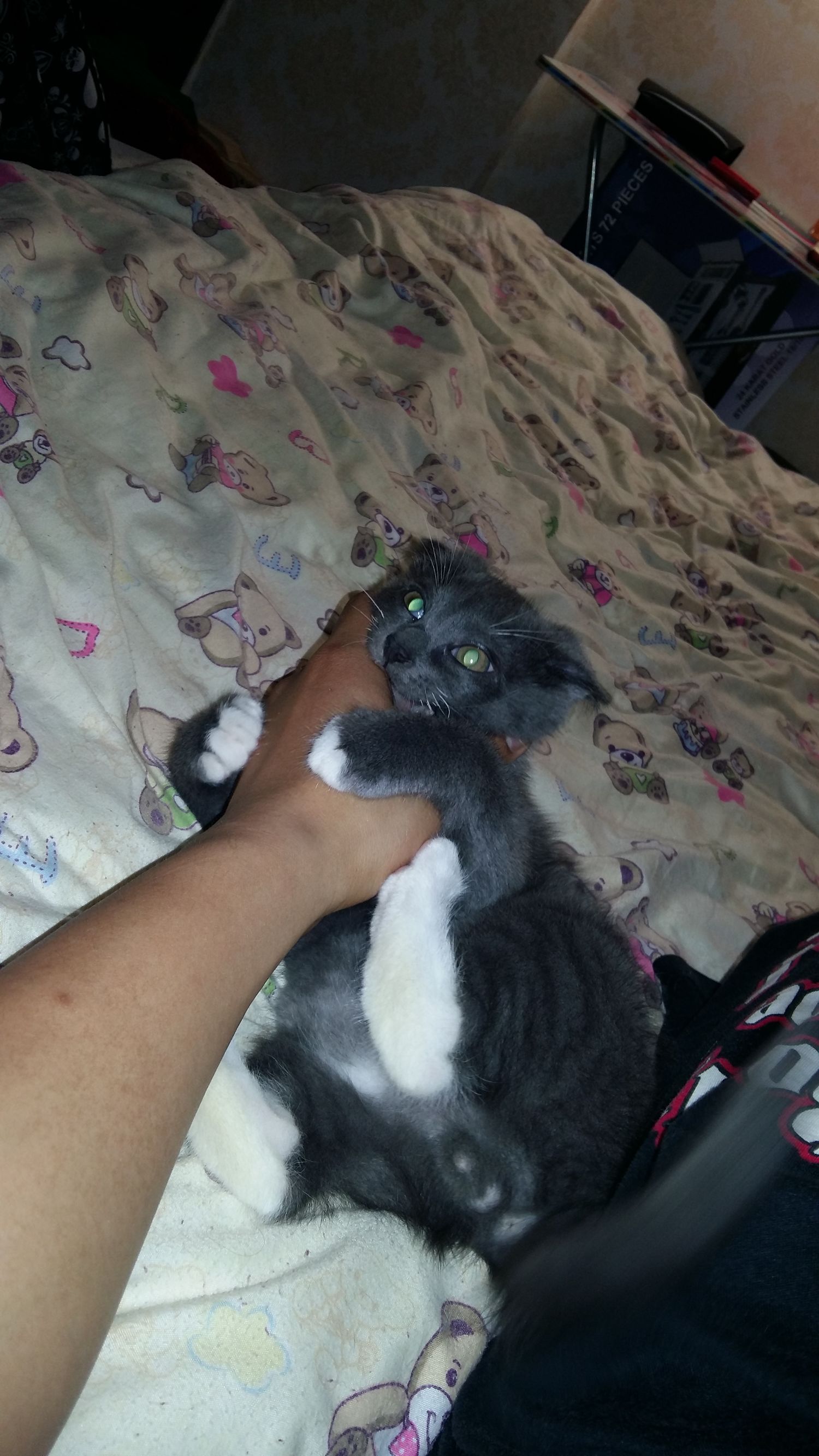 喵星人一觉醒来,喵星人在哪里都能睡得着