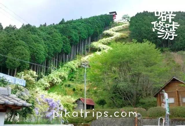 看日本樱花攻略,日本赏樱花最美的地方