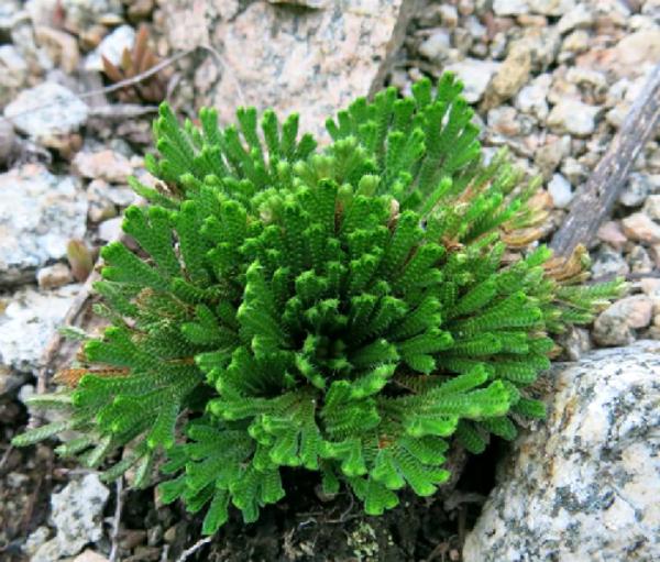 九死还魂草生长期,九死还魂草干枯多少年