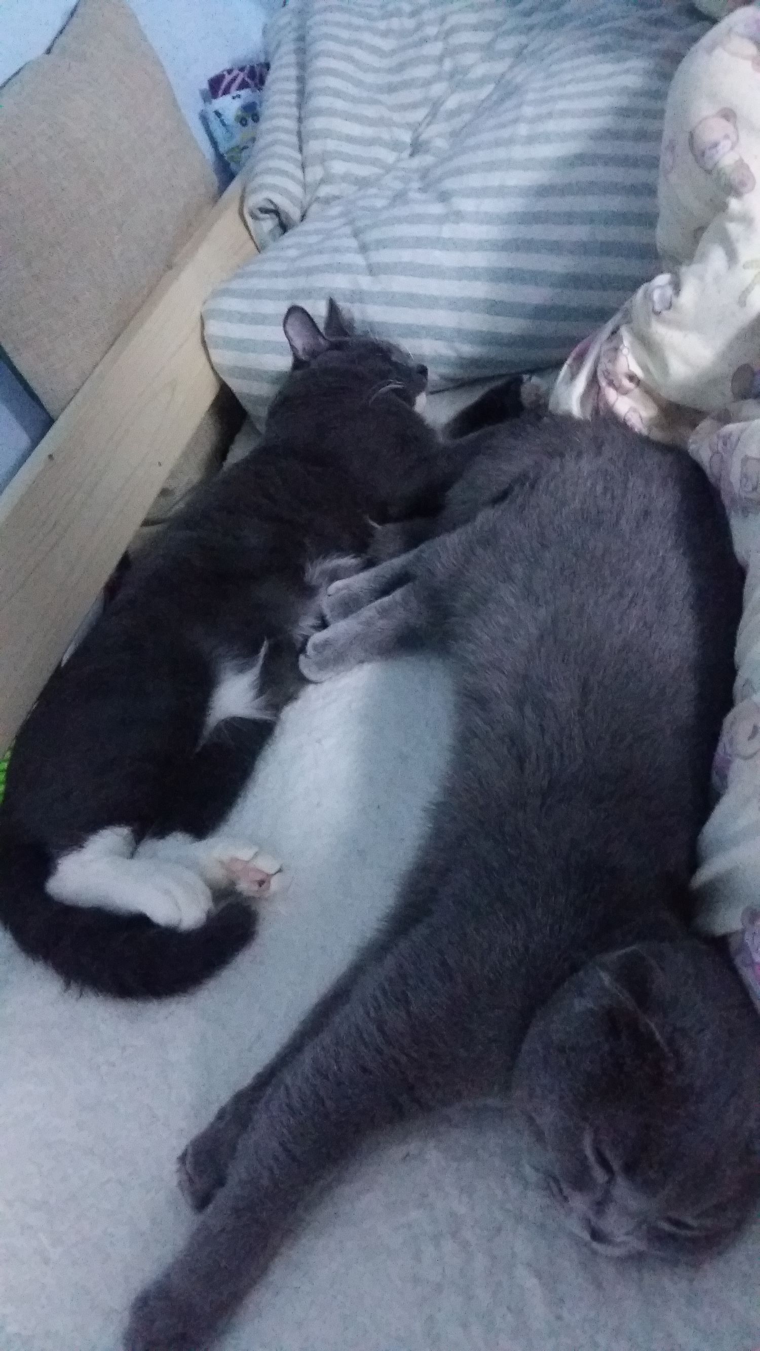 喵星人一觉醒来,喵星人在哪里都能睡得着