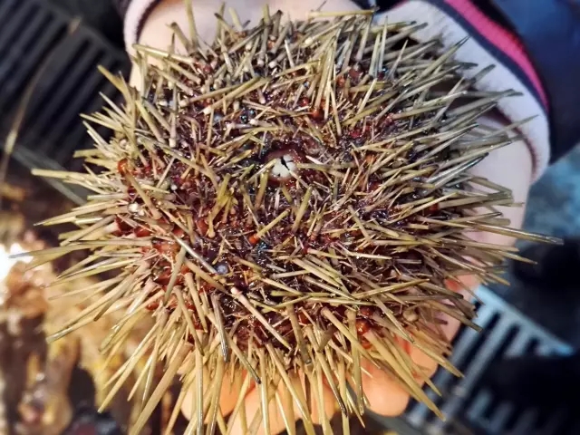 海胆营养丰富，但宝宝不易消化，怎么破？