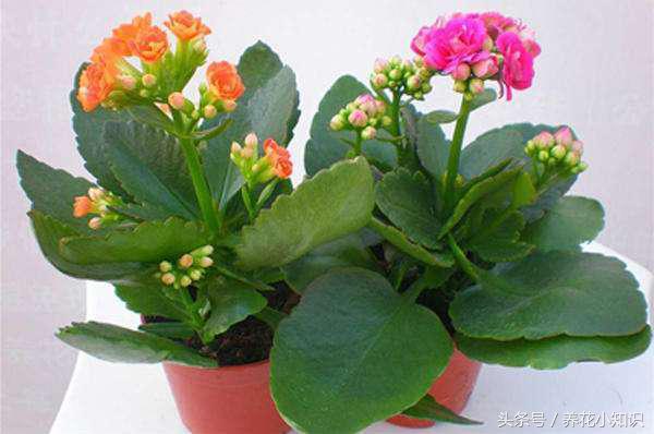 各种花卉的叶片如何浇水施肥,养的花叶片一直保持油绿根系强壮