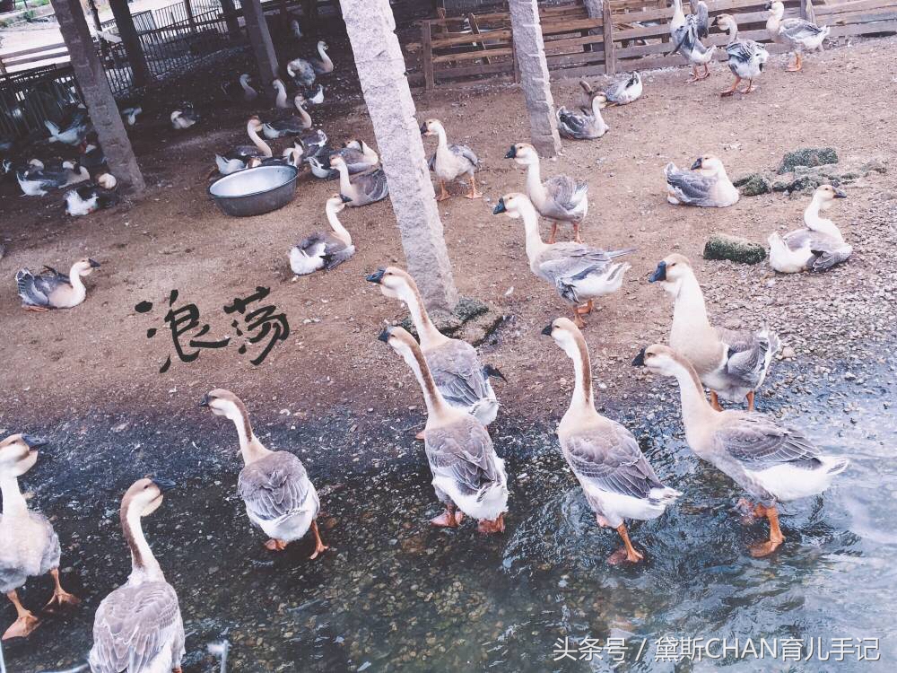 澶ч箙杩借刀杩囩殑绔ュ勾璁板繂,鍐滄潙瀛╁瓙鐨勭骞撮兘鏈変竴鍙箙