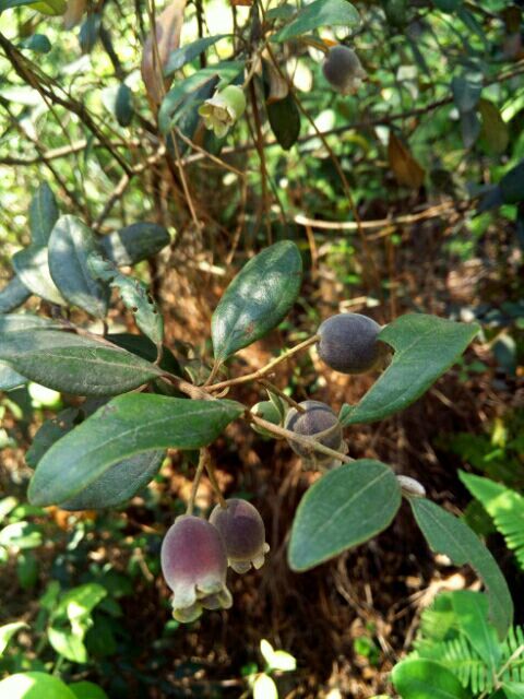 到中山的千年古刹古香林寺旧址周边山林探秘，感觉大自然太美啦