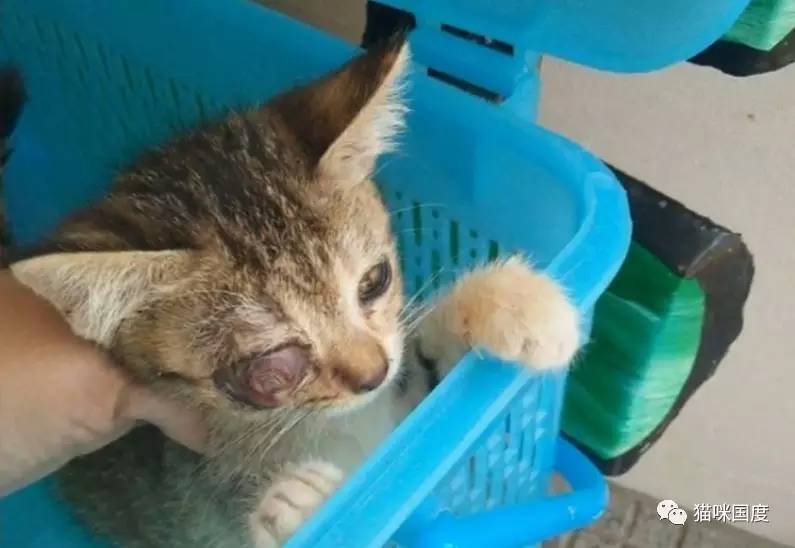 拯救受伤的流浪小猫,拯救眼瞎的小猫