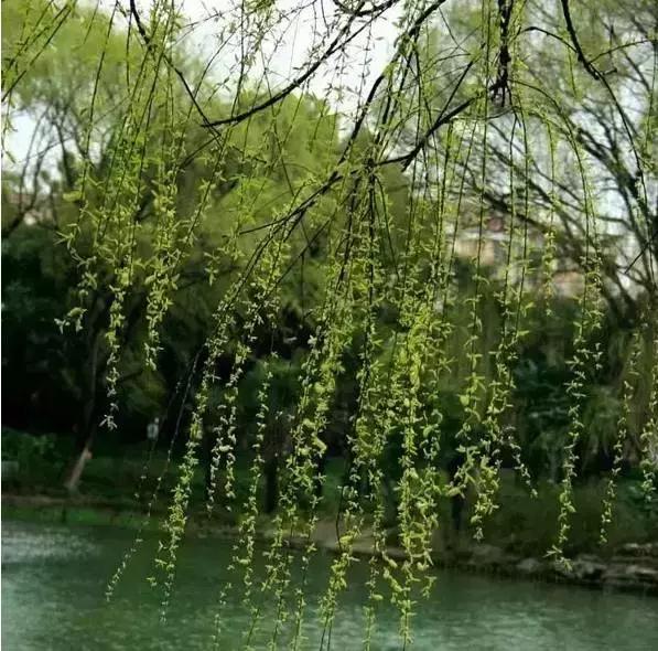 49首唯美宋诗不输唐诗宋词,宋诗100首诵读