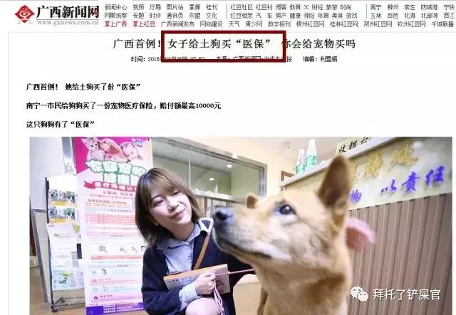 日本土狗为什么那么可爱,日本土狗是柴犬还是秋田犬