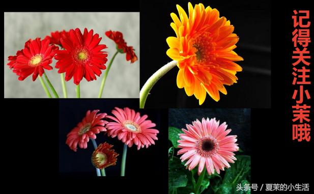 什么花吃对身体好又适合观赏,东北适合养又对健康有益的花