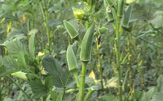 脾胃不适怎么吃水果,春季吃什么菜对脾胃好