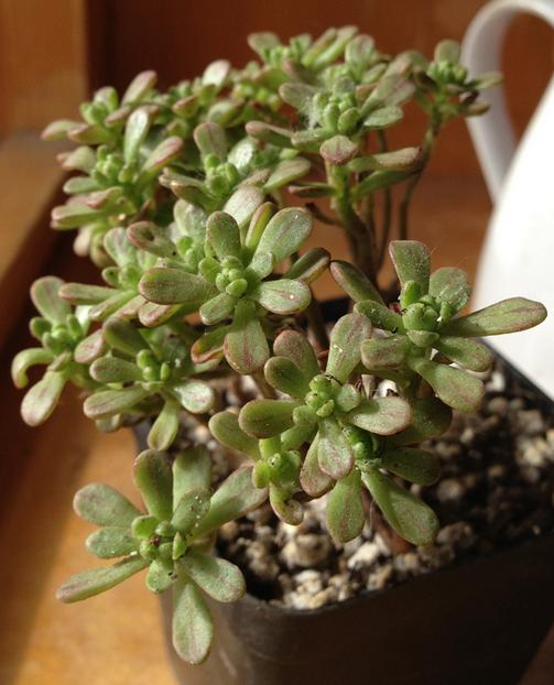 多肉防小人,多肉植物招小白虫怎么防治