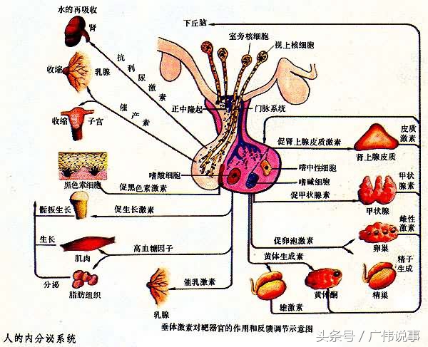 分析11种内分泌系统疾病原因,内分泌系统记忆口诀