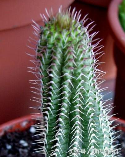 萝藦科多肉是什么颜色的,多肉植物之萝藦