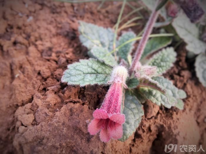 农村有这几样东西别扔,农村人这几种事千万不要做