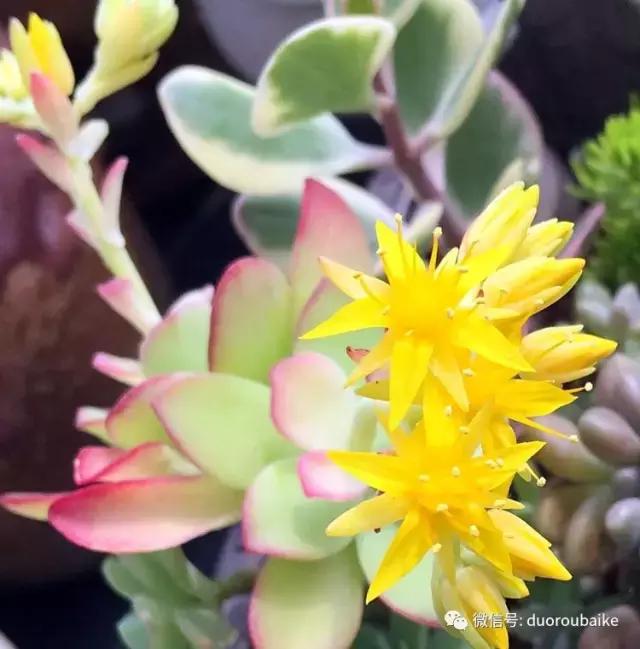 那些年我养过的多肉,这些年养过的花花草草