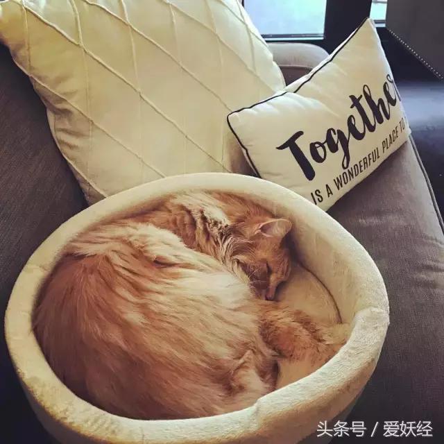 爱妖经｜开春了，来锅猫吧