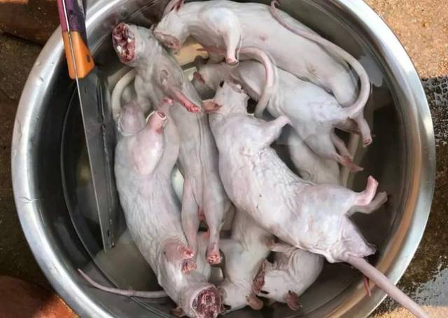 小时候山上的野果你还记得多少,还记得小时候这些野果吗