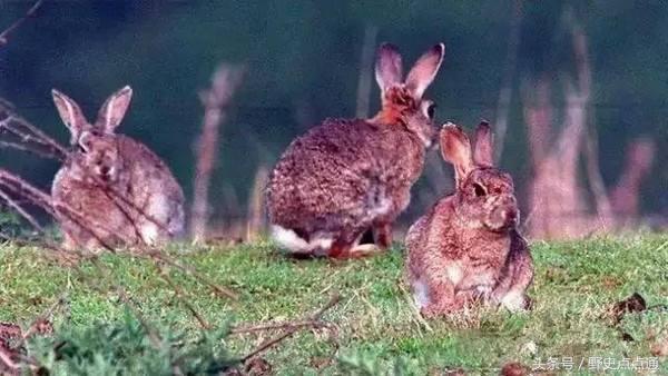 兔子曾给人类带来的灾害,英国人把24只兔子带到澳洲