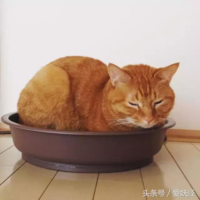 爱妖经｜开春了，来锅猫吧