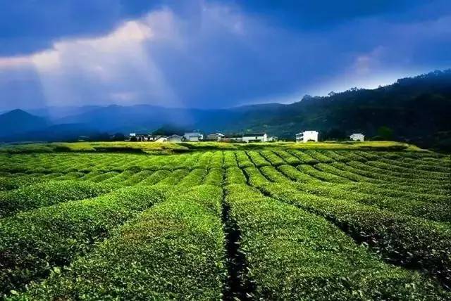 婺源县绿茶,婺源绿茶老字号