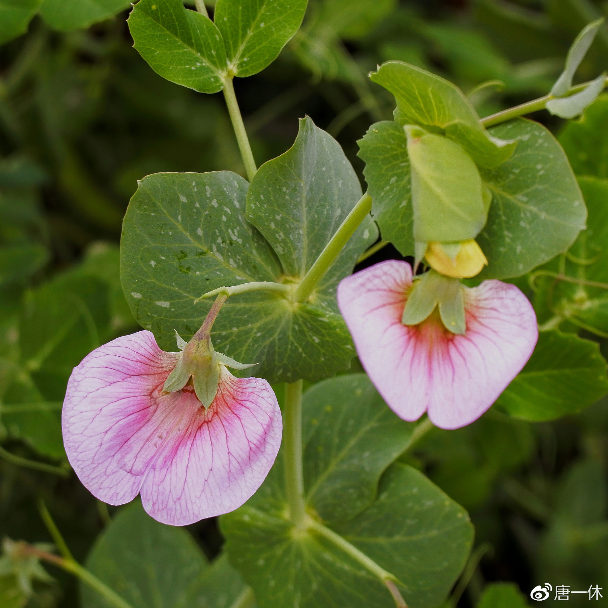 小蚁微单样片,小蚁微单拍摄效果