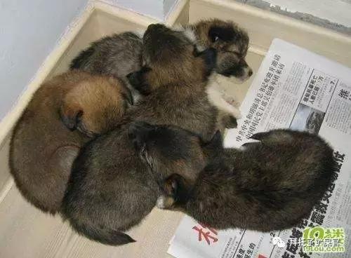 日本土狗为什么那么可爱,日本土狗是柴犬还是秋田犬