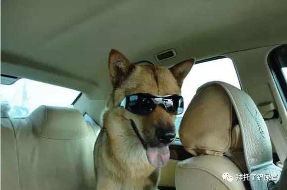 日本土狗为什么那么可爱,日本土狗是柴犬还是秋田犬