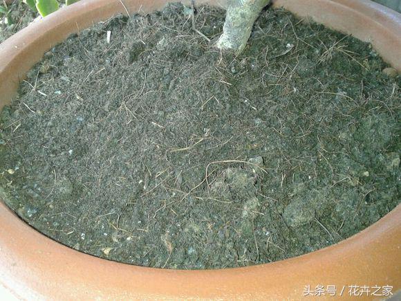 米兰怎么养才能旺盛小妙招,米兰花养殖方法冬天米兰怎么修剪