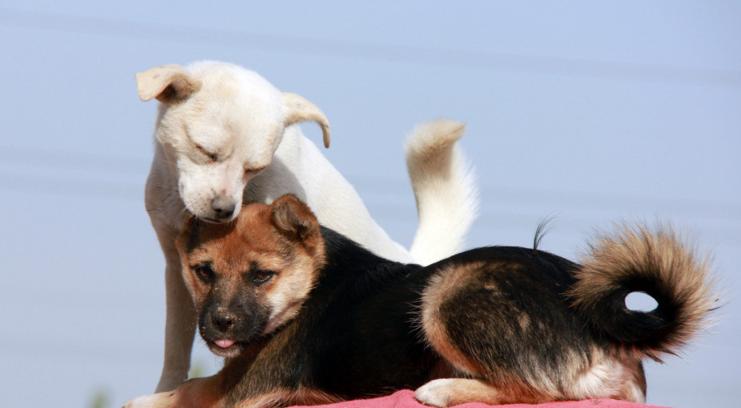 属狗的人204年的运势及运程,属狗人24年流年运程