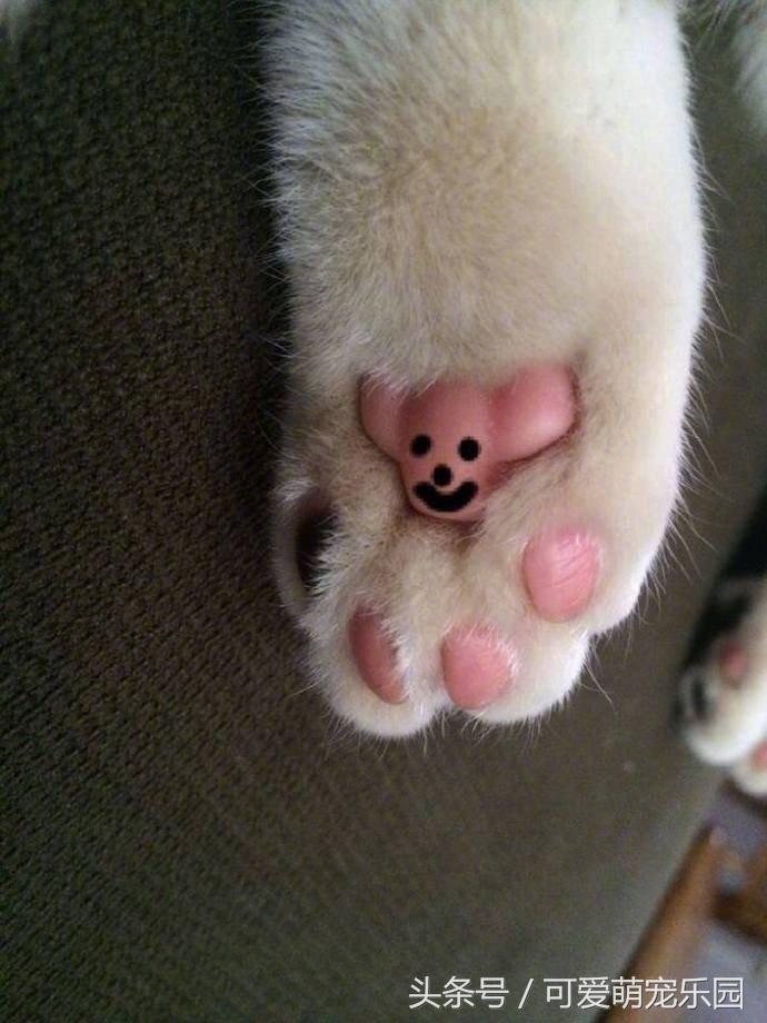 猫主子的日常练就一切技能,这才是猫应有的样子