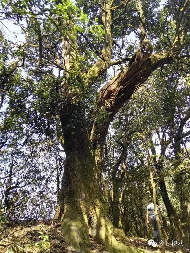 禄劝九龙石牛山原始森林,云南禄劝县团街镇卓干山原始森林